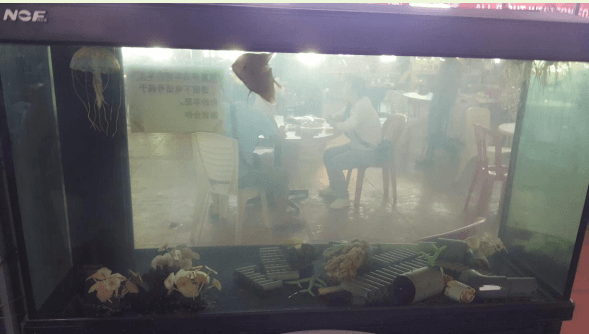 The Shark Food Court aquarium at the one-month follow-up with improved clarity