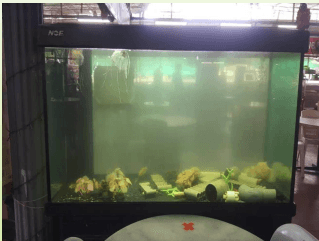 The Shark Food Court aquarium after two weeks of documented treatment